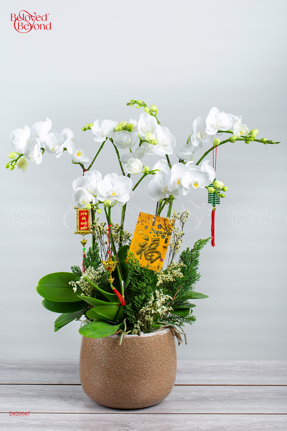 Lan Hồ Điệp Sang Trọng Tết 2023 (5 Cành - Trắng) - belovedbeyond.com