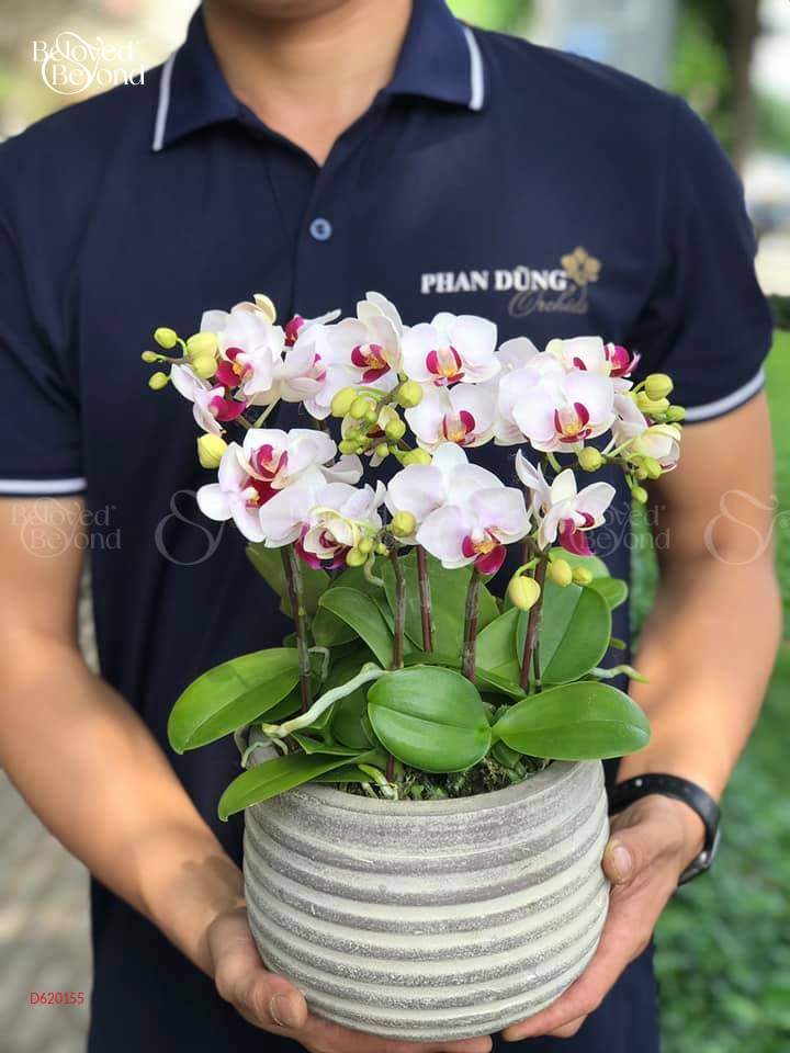 Lan Mini Tết 2023 (5 Cành - Trắng) - belovedbeyond.com