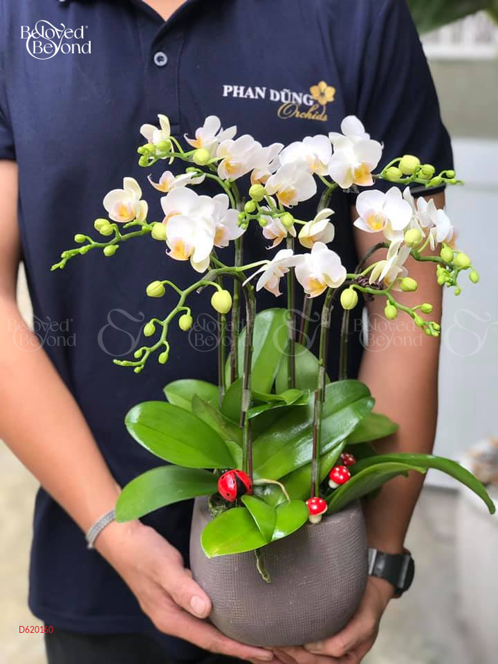 Lan Mini Tết 2023 (7 Cành - Trắng) - belovedbeyond.com