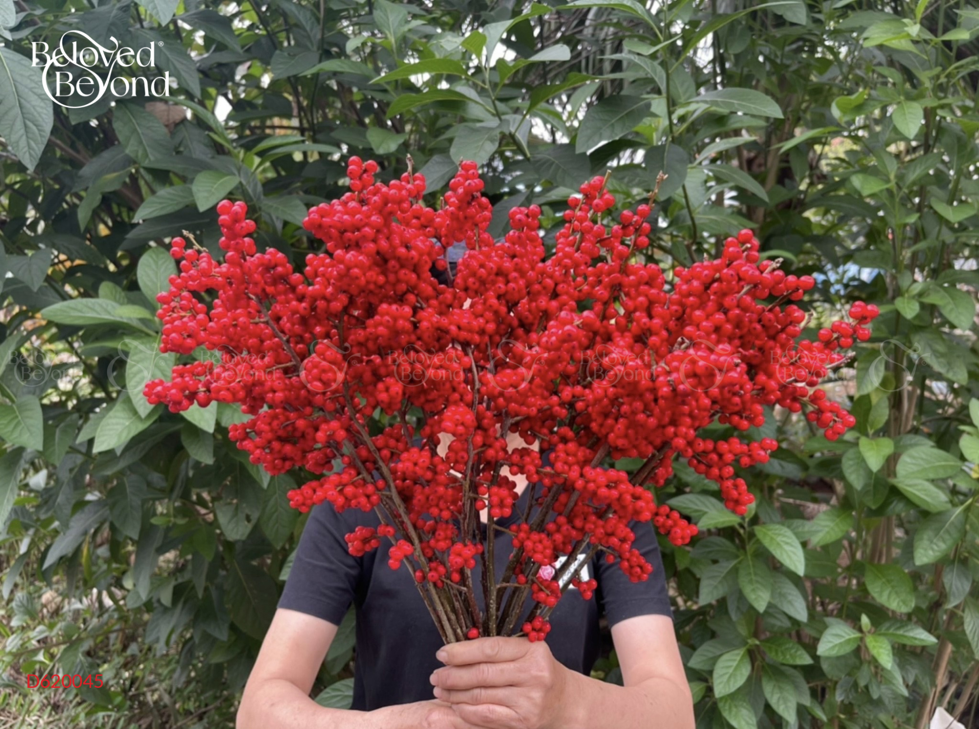 Đào Đông Thịnh Vượng - belovedbeyond.com