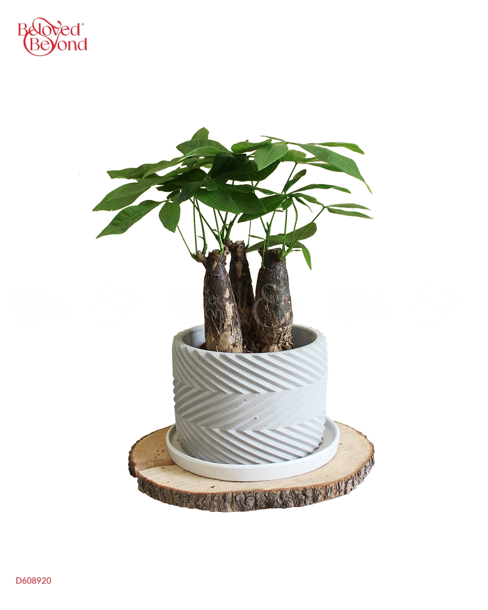 Kim Ngân Bính-Chậu Xi Măng - belovedbeyond.com
