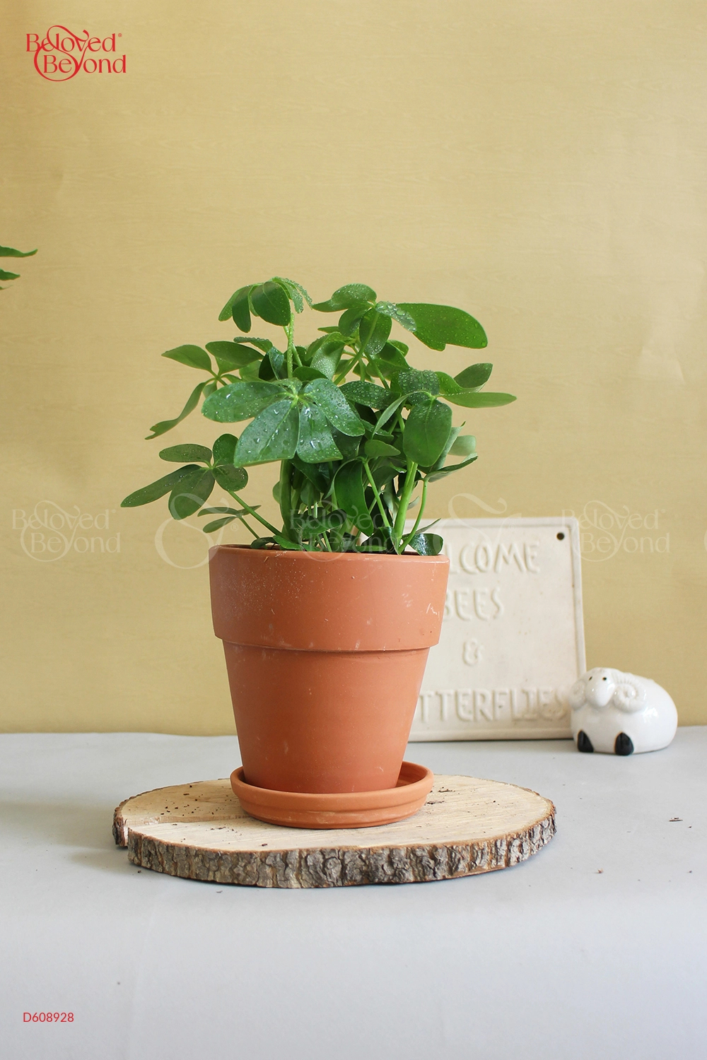 Chậu Ly Gờ Cao - Cây Ngũ Gia Bì - belovedbeyond.com
