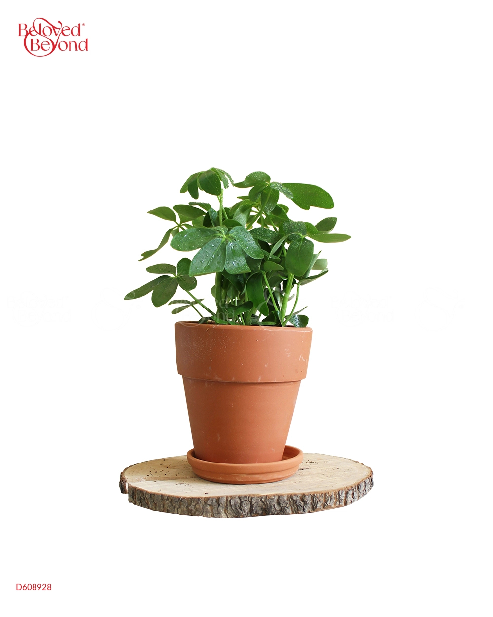 Chậu Ly Gờ Cao - Cây Ngũ Gia Bì - belovedbeyond.com